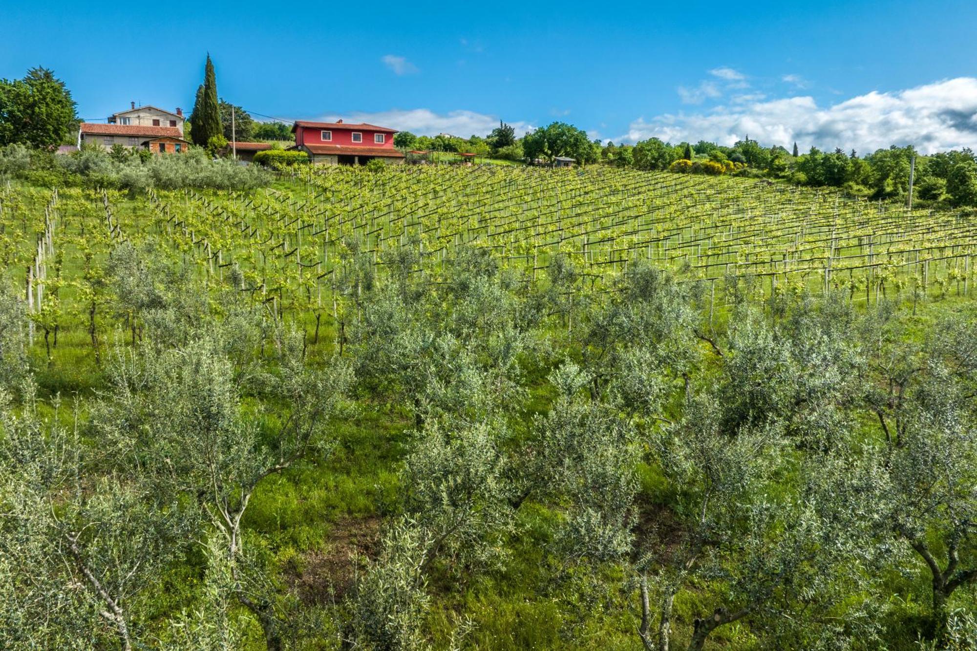 Touristfarm - Apartments "Red Fairytale" Marezige Exterior foto